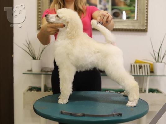 Grand Royal Poodle Standard